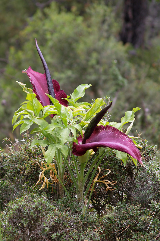 Dracunculus vulgaris, una de las plantas más raras del mundo